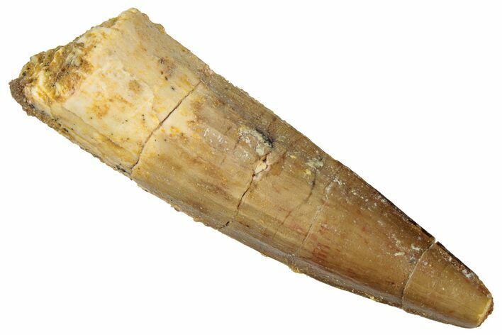 Fossil Spinosaurus Tooth - Real Dinosaur Tooth #298361